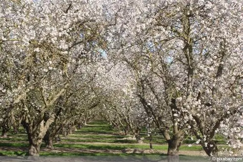 გარგარი - გარგარი - Prunus armeniaca