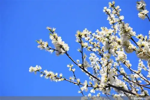 Abrikoos - Abrikoos - Prunus armeniaca