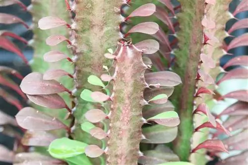 Euphorbia trigona - euforbia triunghiulară