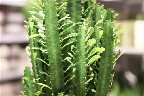 Euphorbia trigona - euforbia triunghiulară