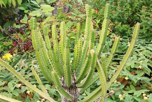 Euphorbia trigona - hình tam giác