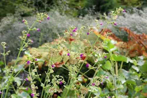 Mirabilis longiflora, zázračná květina