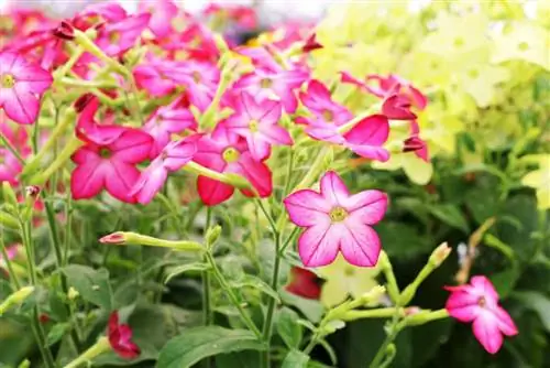 Ornamental haus luam yeeb - Nicotiana x sanderae