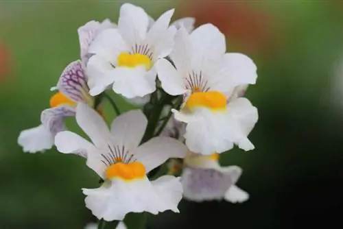 Elf መስታወት, Nemesia