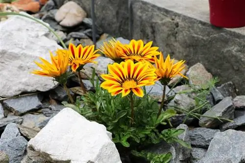 Gazania, Gazania, middaggoud