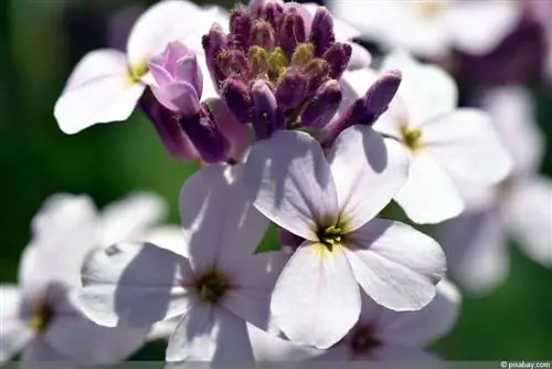 Violet ya Usiku - Hesperis