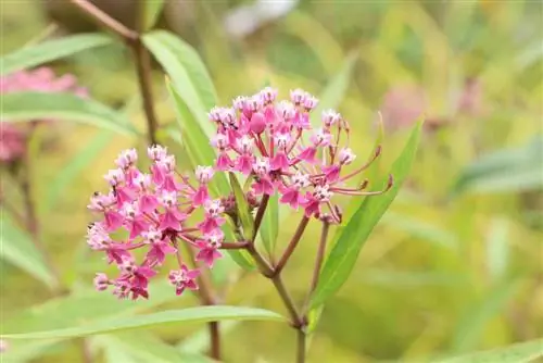 তোতা উদ্ভিদ - অ্যাসক্লেপিয়াস - মিল্কউইড