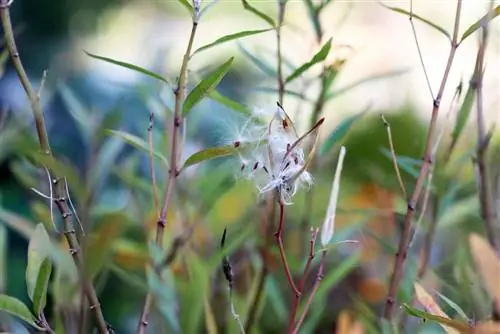 Papegojväxt - Asclepias - Milkweed