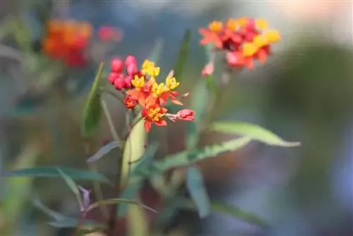 Papegøjeplante - Asclepias - Milkweed