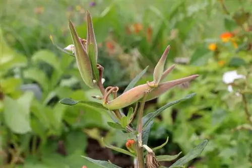 Bimë papagalli, Asclepias syriaca - Kujdesi - A është i guximshëm?