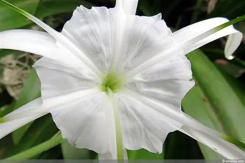 Ismene festalis, piel hermosa: cuidados, hibernación, hacerla florecer