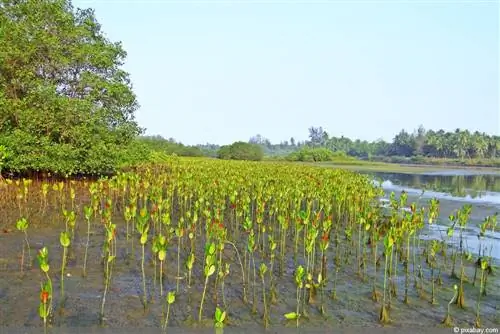 mangrove