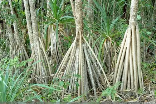 Mitä mangrovepuut ovat? Mielenkiintoisia faktoja mangrovepuusta