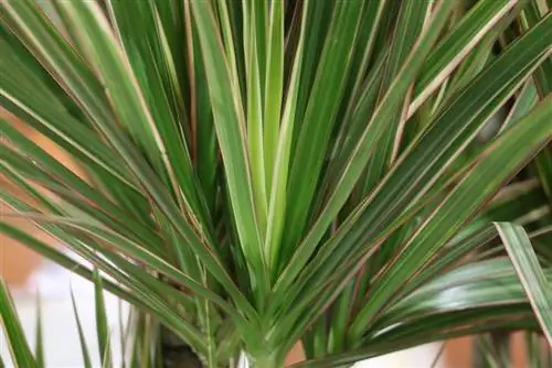 Айдаһар пальмасы - dracaena marginata