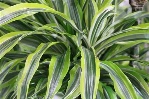 Лууны далдуу мод - Dracaena fragrans