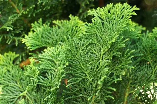 Hinoki Cypress - Fire Cypress - Chamaecyparis obtusa