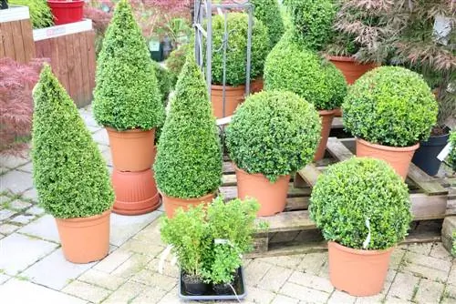 5 evergreen and hardy ball trees for the front garden