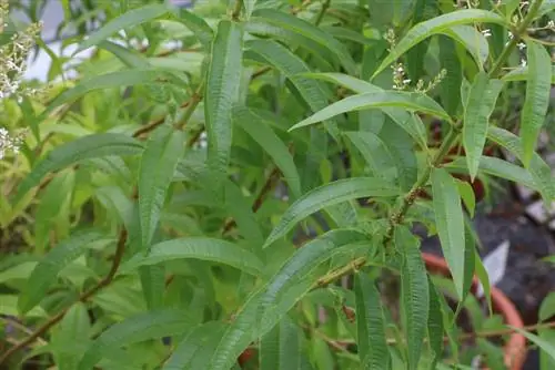 Lemon verbena - shkurre limoni