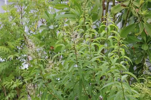 Verbena al limone - cespuglio di limone