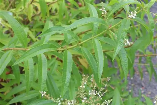 Přezimující citronová verbena od A-Z - Je citronový keř odolný?