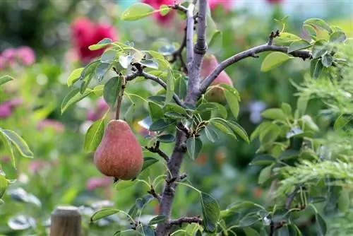 Pear Pyrus jam