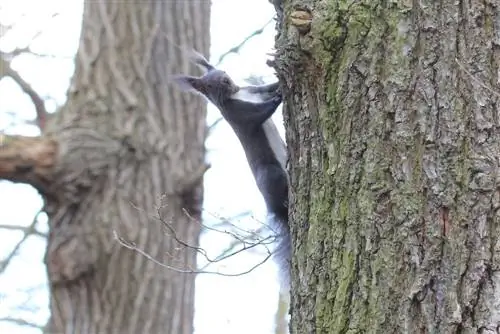 Pagpapakain ng mga squirrel sa taglamig