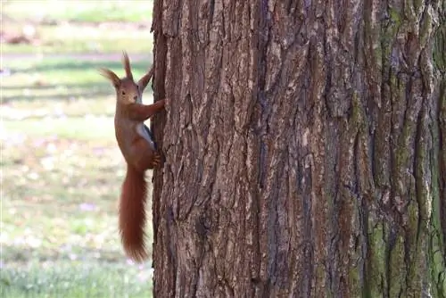 Pub squirrels nyob rau lub caij ntuj no: koj tuaj yeem noj dab tsi? Tsis yog dab tsi?