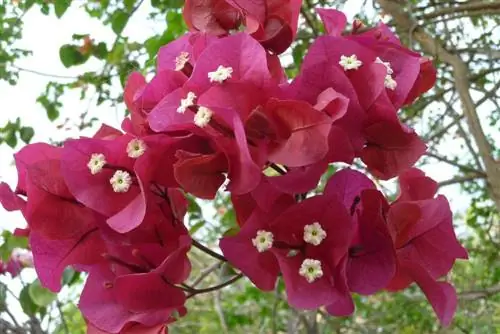 Kwiat potrójny - Bougainvillea