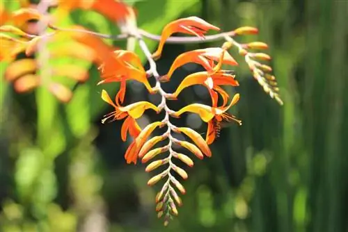 Montbretia – krokosmia