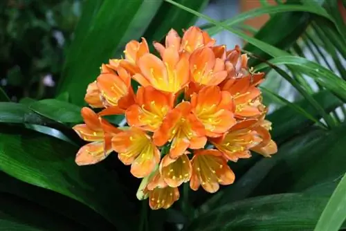 Lá đai - Clivia