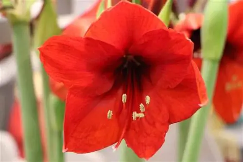 cây amaryllis