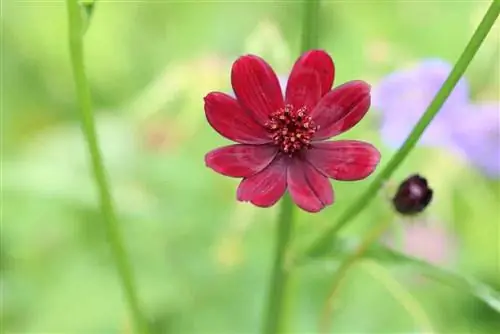 fleur de chocolat - cosmos - Kosmos atrosanguineus