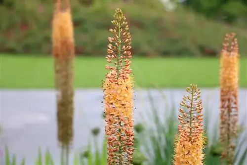 Eremurus, steppe ሻማ