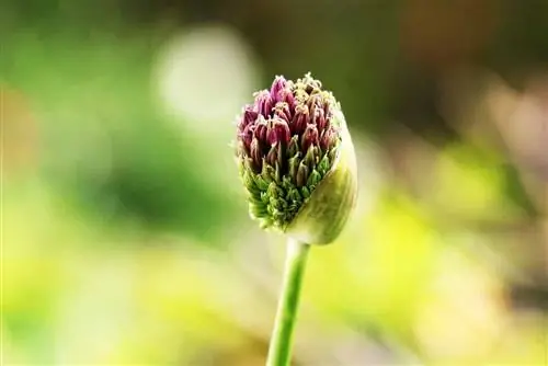 Alho ornamental - Allium