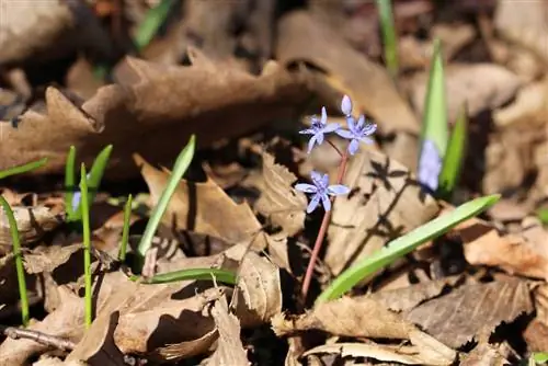 Scilla bifolia - tupai