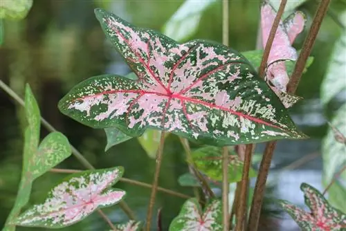 Caladium، Caladium، Buntwurz