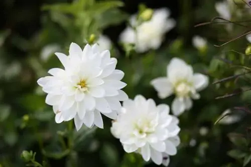 Dalia - Dahlia hortensis - o kwiatach orchidei