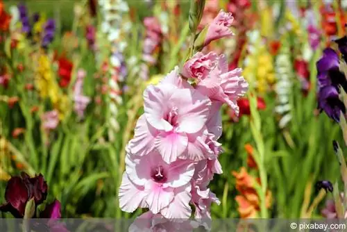 Gladiolus - Svärdblomma