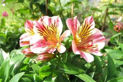 Alstroemeria, Alstroemeria