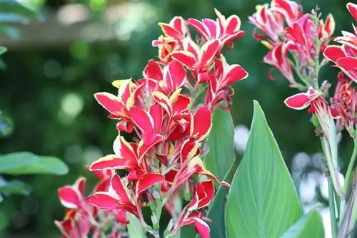 Caña de flor india - Canna indica