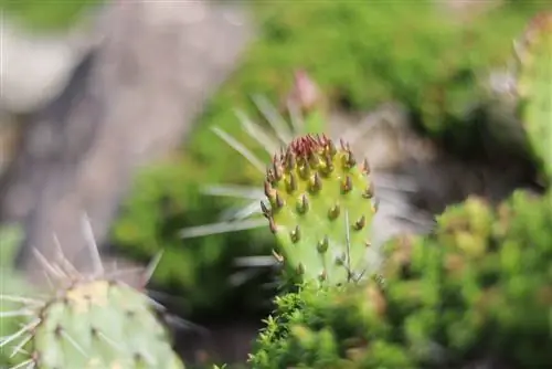 Opuntia phaeacantha, zwartbruine stekelige perencactus