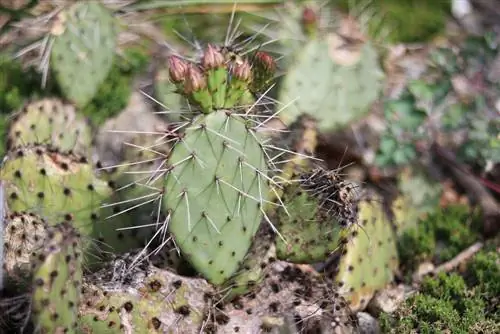 Cactus hivernant a l'aire lliure - Cura a l'hivern