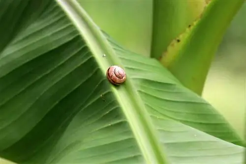 Ornamental banana, Musa Banana - care and instructions for overwintering