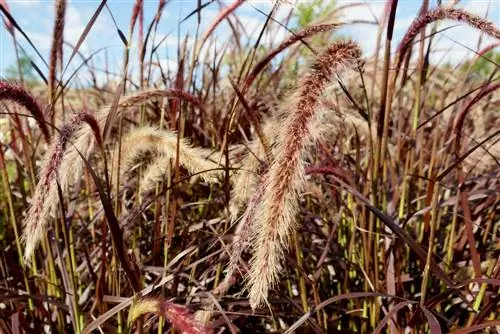 Pennisetum trava prezimi