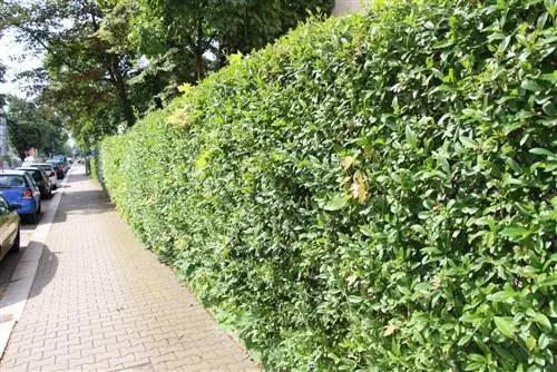 Hedge