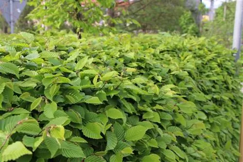 Beech hedge