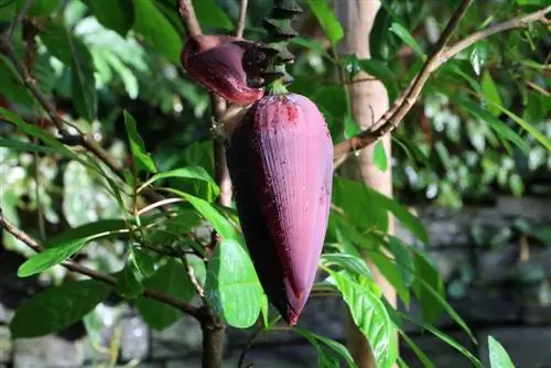 Pisang Musa Basjoo