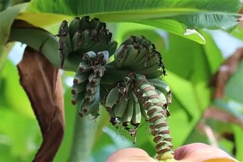 Bananas Musa Basjoo