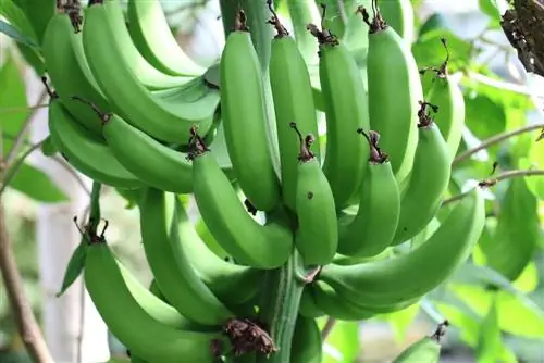 Bananpalm - 33 tips för skötsel och övervintring