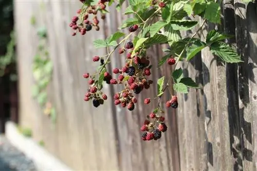 Kazenes - Rubus sectio rubus